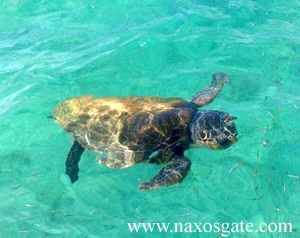 naxosturtleagiaanna